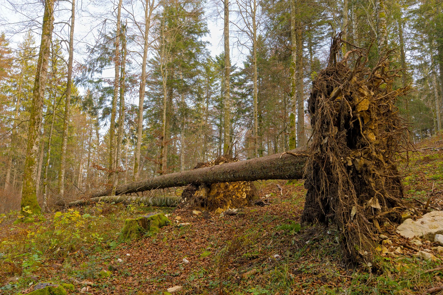 Enlèvement arbre urgence à Tassin-la-Demi-Lune